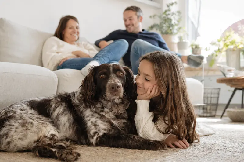 Ein Münsterländer Hund liegt entspannt neben einem Kind im hellen Wohnzimmer und vermittelt eine sichere Familienatmosphäre.