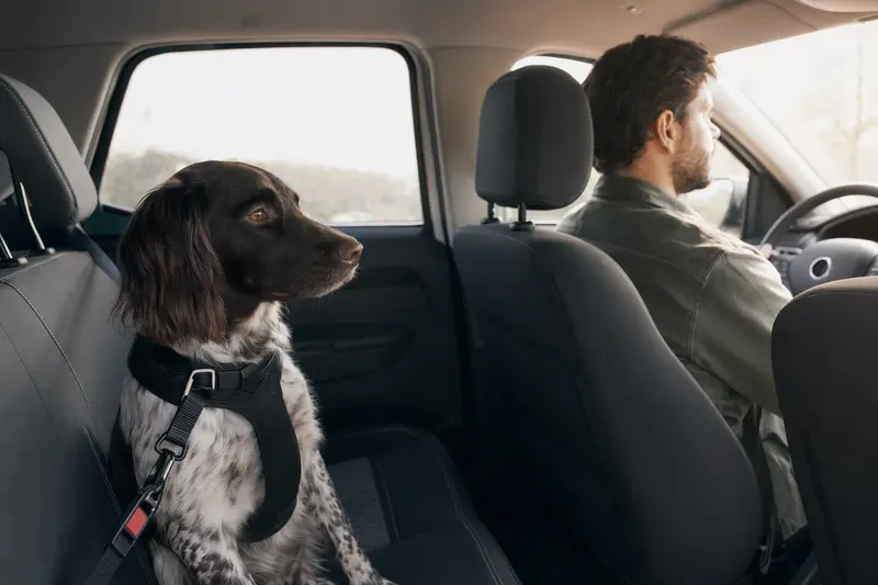Ein Münsterländer sitzt sicher angeschnallt auf der Rückbank eines Autos, während die Fahrt bei Sonnenlicht ruhig verläuft.