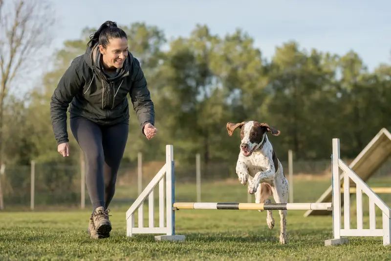 Ein Navarro Pointer trainiert mit seinem Besitzer auf dem Hundeplatz über eine kleine Hürde, während er sich bewegt und konzentriert wirkt.