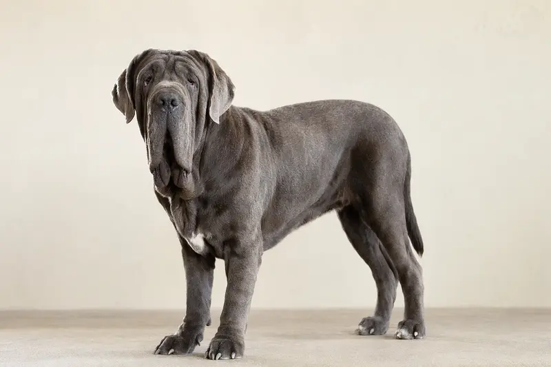 Neapolitanischer Mastiff Hund in aufmerksamer, natürlicher Haltung vor hellem neutralem Hintergrund.