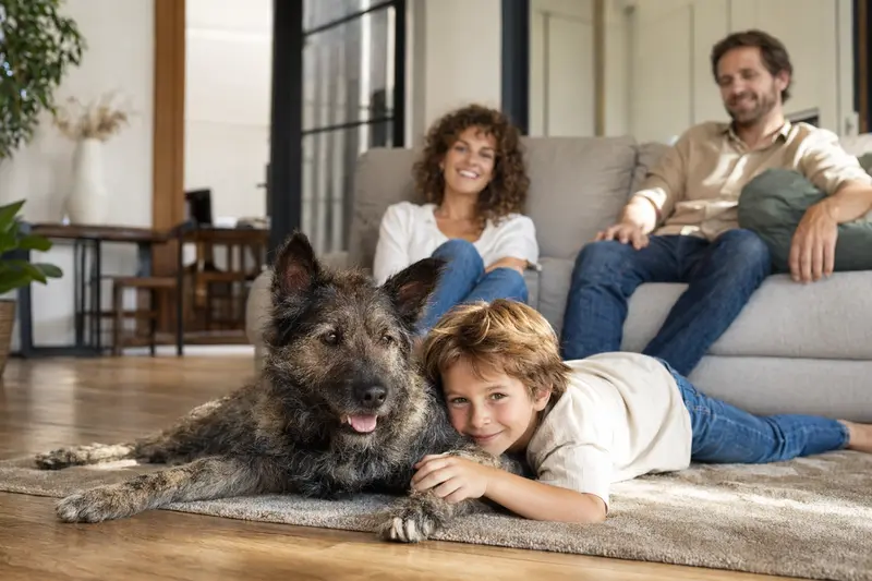 Ein freundlicher Nederlandse Herdershond liegt entspannt neben einem Kind im hellen Wohnzimmer, während die Eltern im Hintergrund eine sichere Familienatmosphäre schaffen.