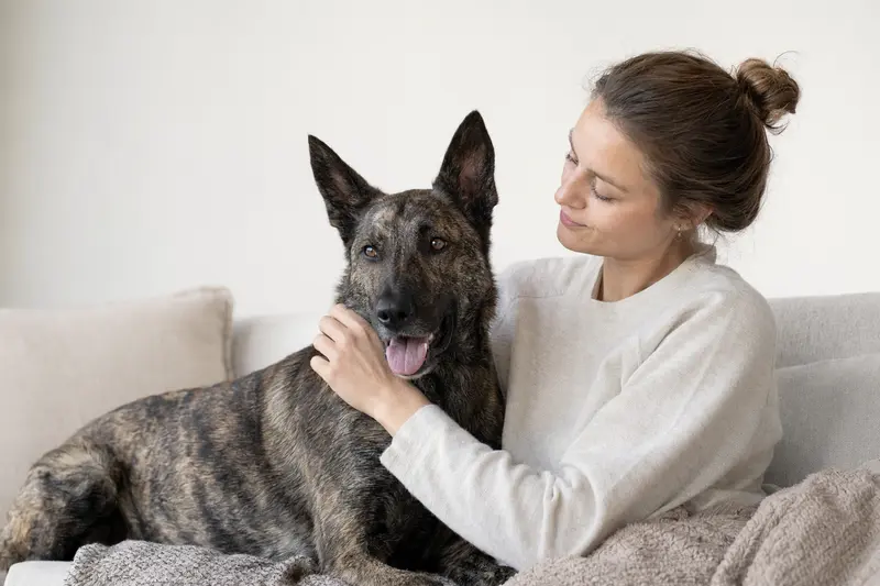 Aufmerksam stehender Nederlandse Herdershond vor hellem Hintergrund als professionelles Hundefoto für einen Ratgeber zu Hundegesundheit und Versicherung.
