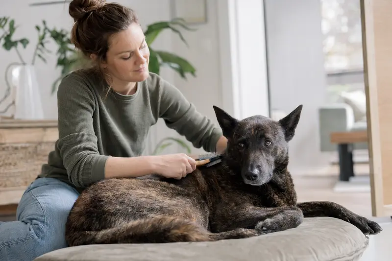 Ein Nederlandse Herdershond wird zuhause sanft gebürstet, während sich die Besitzerin liebevoll um die Fellpflege kümmert.