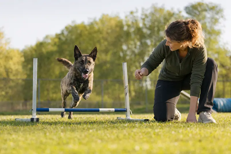 Ein Nederlandse Herdershond springt mit seinem Besitzer über eine kleine Trainingshürde auf dem Hundeplatz.