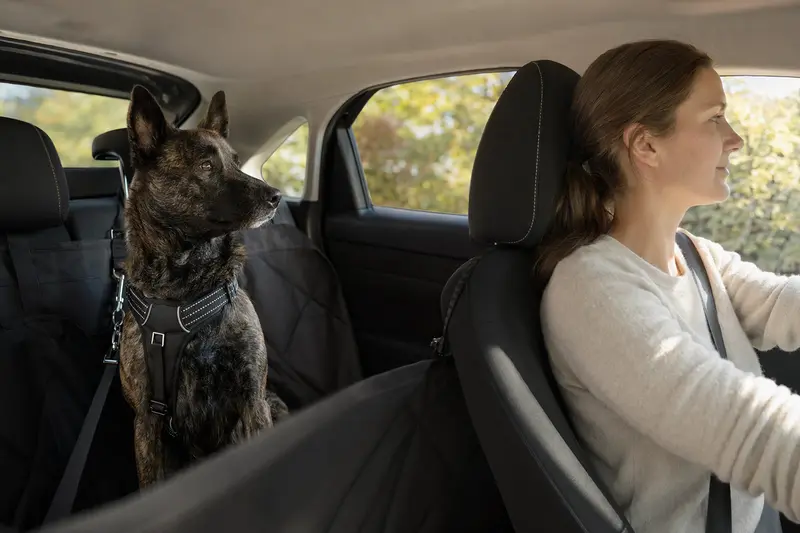 Ein Nederlandse Herdershond sitzt sicher angeschnallt auf der Rückbank eines Autos, während sein Besitzer ruhig fährt.