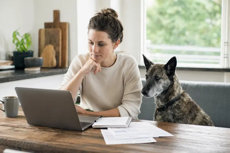 Nederlandse Herdershond sitzt ruhig neben seinem Besitzer am Küchentisch mit Versicherungsunterlagen und Laptop zur Hundekrankenversicherung.
