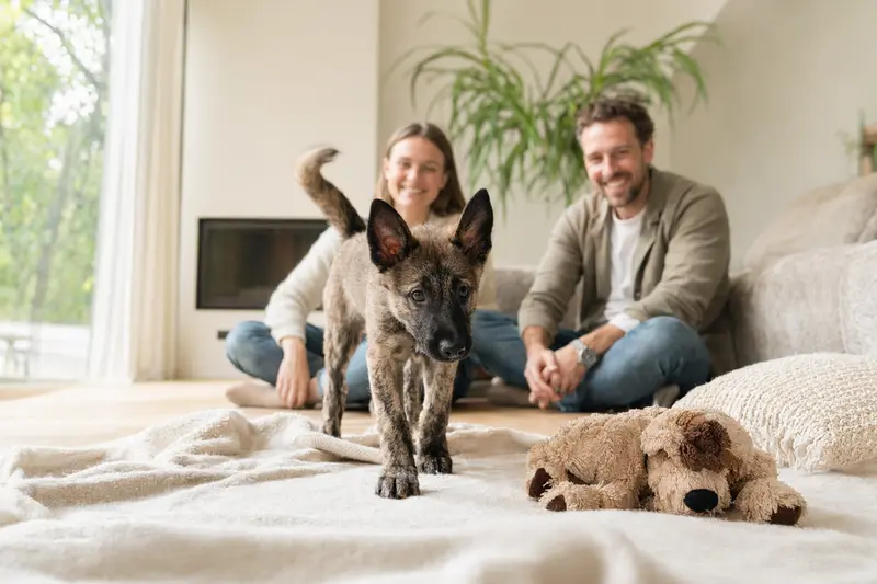 Ein neugieriger Nederlandse Herdershond Welpe entdeckt seine weiche Decke und Spielzeuge in einer freundlichen Wohnung.