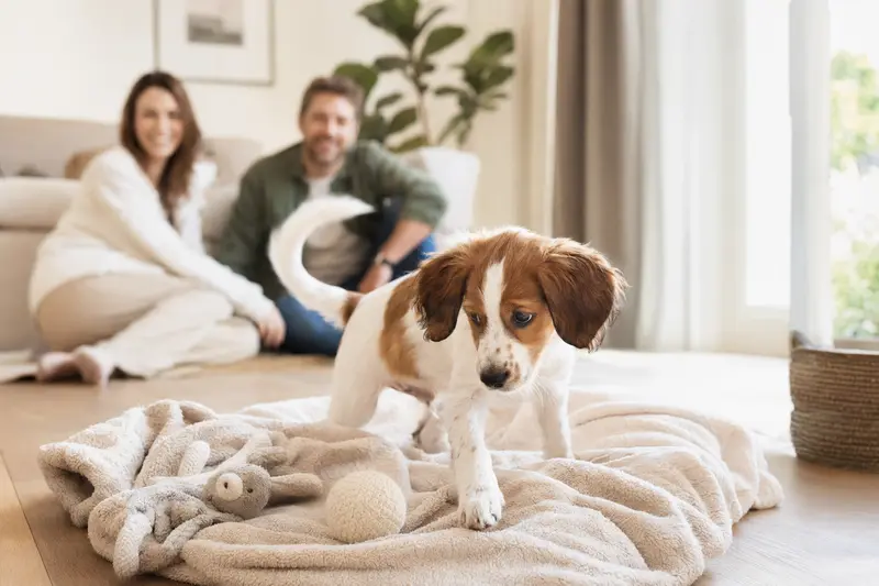 Ein neugieriger Nederlandse Kooikerhondje Welpe erkundet sein neues Zuhause mit einer weichen Decke und Spielzeug, während eine liebevolle Familie im Hintergrund zu sehen ist.