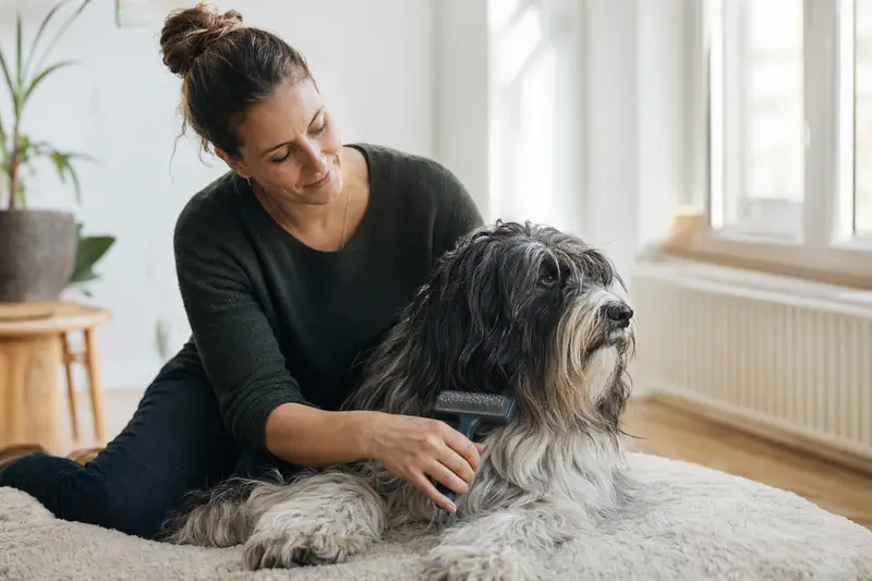 Ein Nederlandse Schapendoes wird zuhause liebevoll gebürstet, während der Besitzer die Fellpflege für Gesundheit und Wohlbefinden übernimmt.