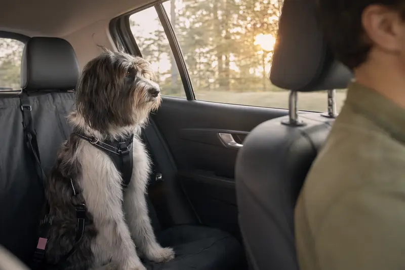 Ein Nederlandse Schapendoes sitzt sicher angeschnallt auf der Rückbank eines Autos, während sein Besitzer ruhig fährt und Sonnenlicht durch das Fenster fällt.