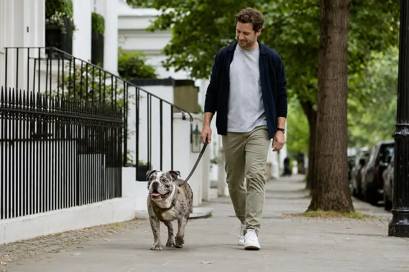 Ein Hund der Rasse Neue Englische Bulldogge läuft an der Leine mit seinem Besitzer durch eine moderne Stadtstraße.