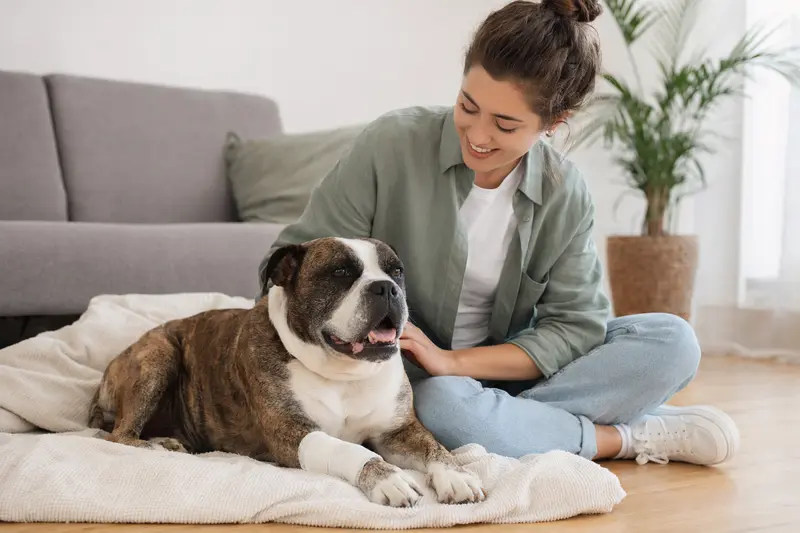 Eine Neue Englische Bulldogge mit leichtem Verband an der Pfote liegt ruhig auf einer Decke, während ihr Besitzer neben ihr erleichtert sitzt.