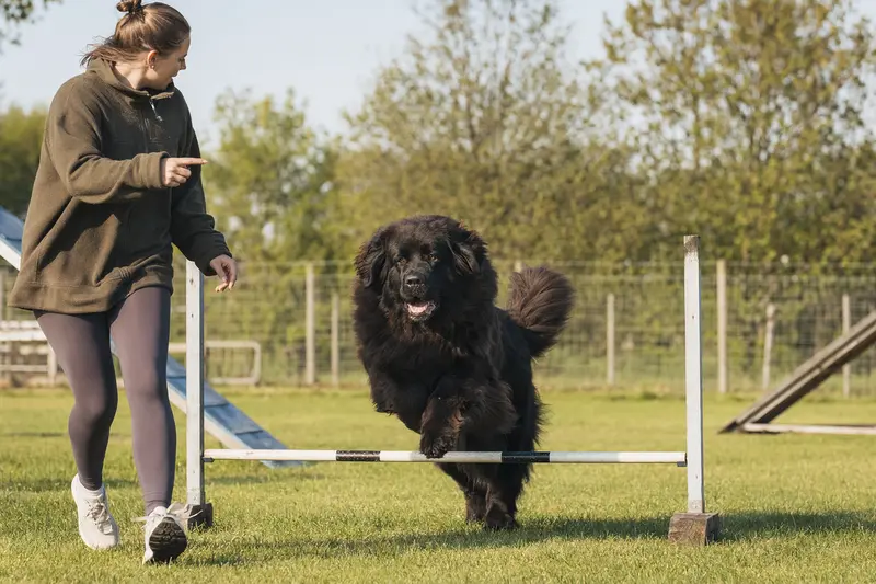Ein aktiver Neufundländer springt mit seinem Besitzer über eine kleine Trainingshürde auf dem Hundeplatz.