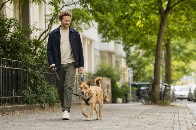 Ein Neuguinea-Dingo läuft an der Leine mit seinem Besitzer durch eine saubere moderne Stadtstraße.