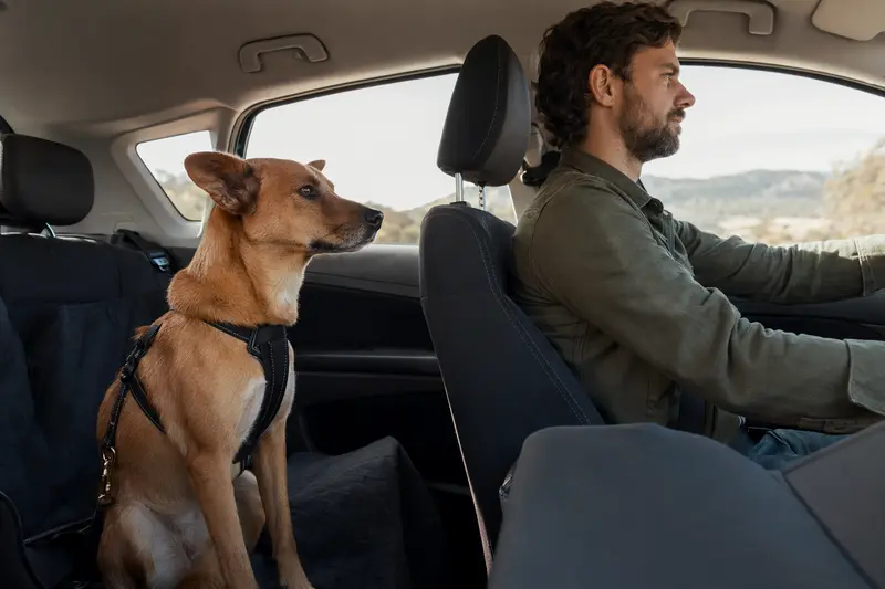 Ein Neuguinea-Dingo sitzt sicher angeschnallt auf der Rückbank eines Autos, während der Besitzer ruhig fährt und Sonnenlicht durch das Fenster fällt.