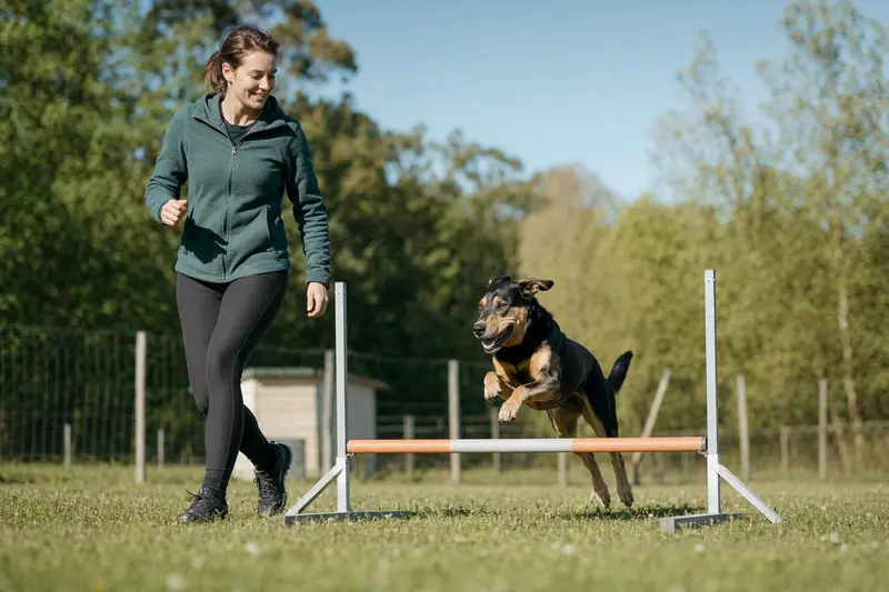 Ein Neuseeländer Huntaway trainiert mit seinem Besitzer an einer kleinen Hürde auf dem Hundeplatz in sonniger, sportlicher Umgebung.