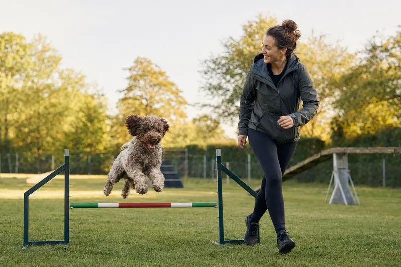 Ein Niederländischer Schafspudel trainiert mit seinem Besitzer auf einem Hundeplatz über eine kleine Hürde.
