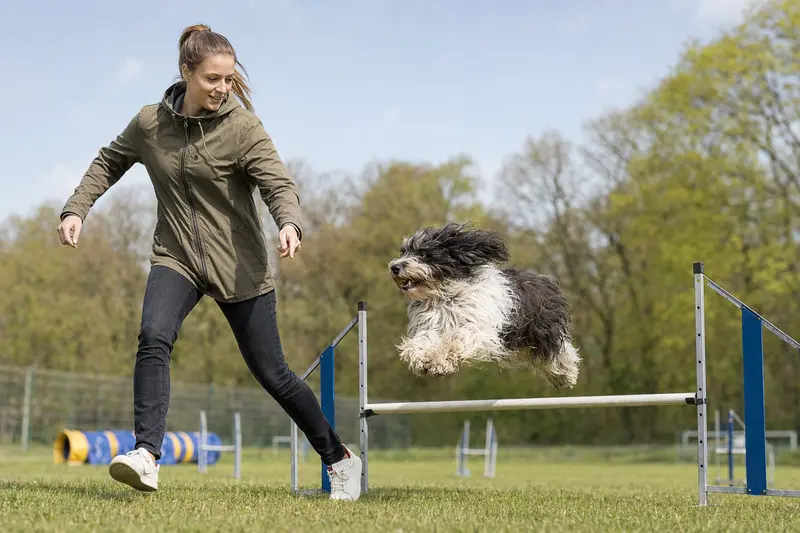 Ein niederländischer Schapendoes springt auf einem Hundeplatz über eine kleine Trainingshürde mit seinem Besitzer.