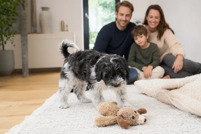 Ein neugieriger Schapendoes Welpe erkundet sein neues Zuhause mit weicher Decke und Spielzeug.
