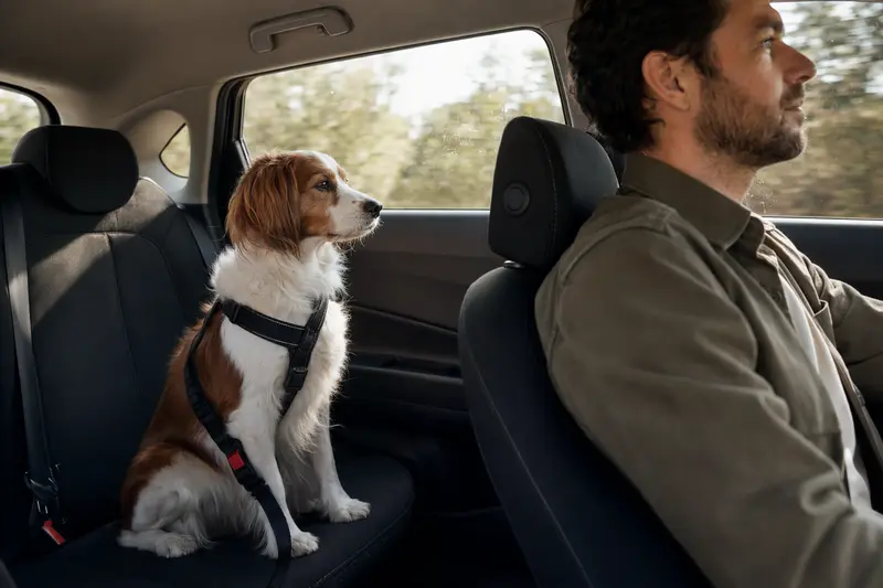 Ein angeschnalltes Niederländisches Kooikerhondje sitzt sicher auf der Rückbank im Auto, während der Besitzer ruhig fährt.