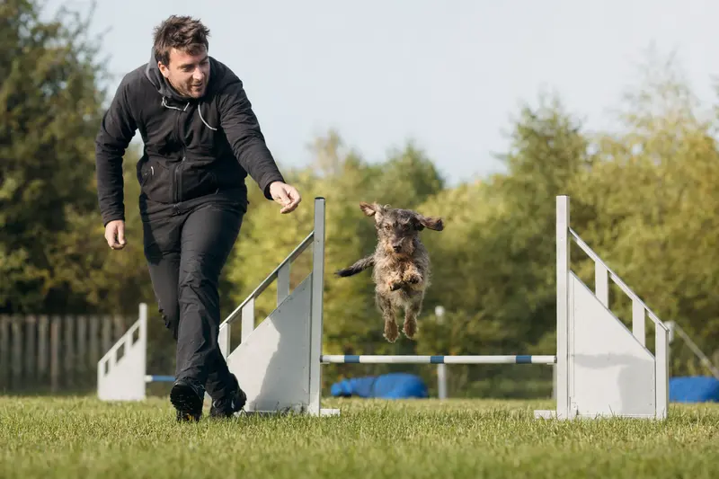 Ein aktiver Niederlaufhund springt mit seinem Besitzer über eine kleine Trainingshürde auf dem Hundeplatz.