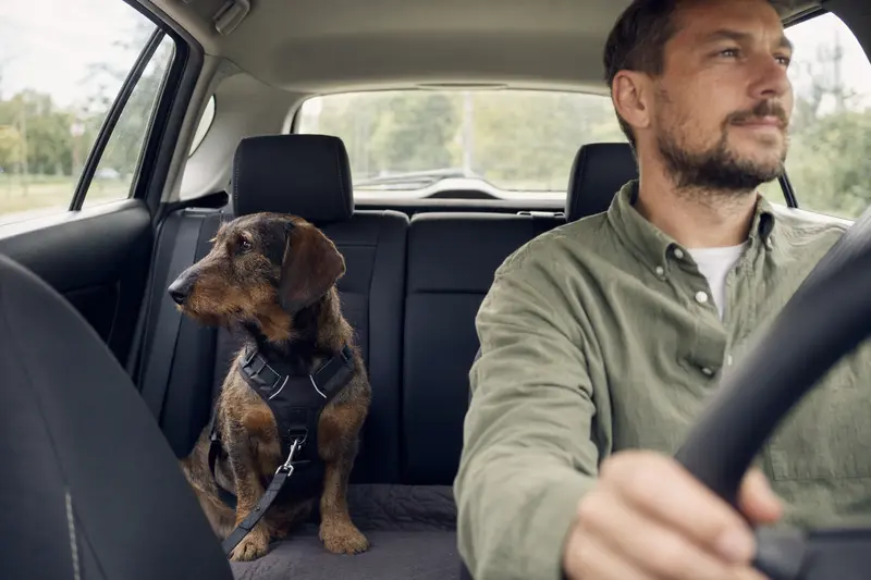 Ein Niederlaufhund sitzt sicher angeschnallt auf der Rückbank eines Autos, während der Besitzer ruhig fährt und Sonnenlicht durch das Fenster fällt.