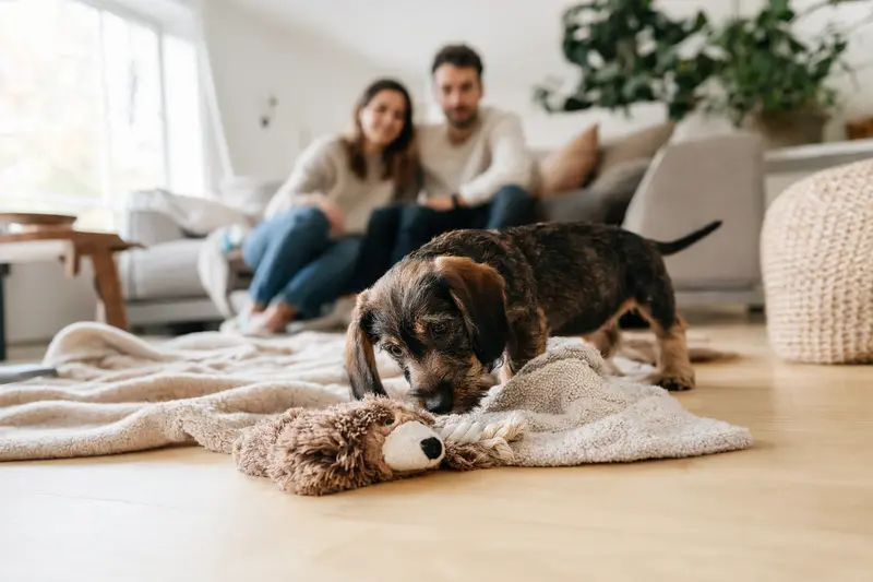 Ein neugieriger Niederlaufhund Welpe erkundet sein neues Zuhause mit einer weichen Decke und Spielzeug, während eine liebevolle Familie im Hintergrund agiert.