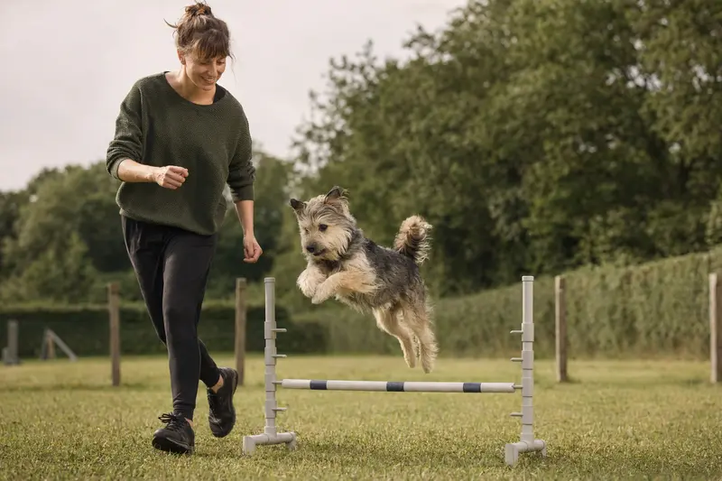 Ein Nippon-Terrier springt mit seinem Besitzer über eine kleine Trainingshürde auf dem Hundeplatz.