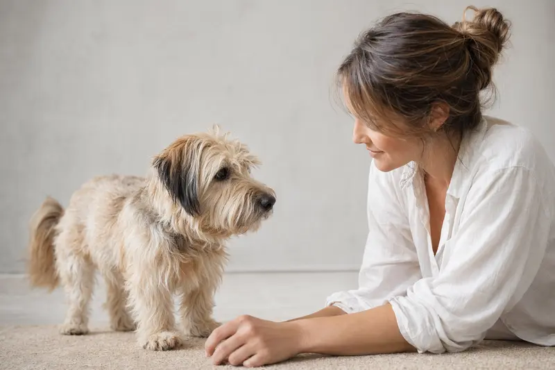 Ein aufmerksamer Nishon-Terrier steht in natürlicher Haltung vor hellem Hintergrund und zeigt sein typisches, gepflegtes Fell.