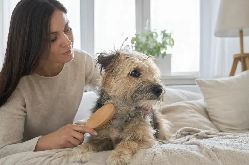Ein Nishon-Terrier wird in einer hellen Wohnung liebevoll gebürstet und zeigt sanfte Fellpflege als Teil der Hundegesundheit.