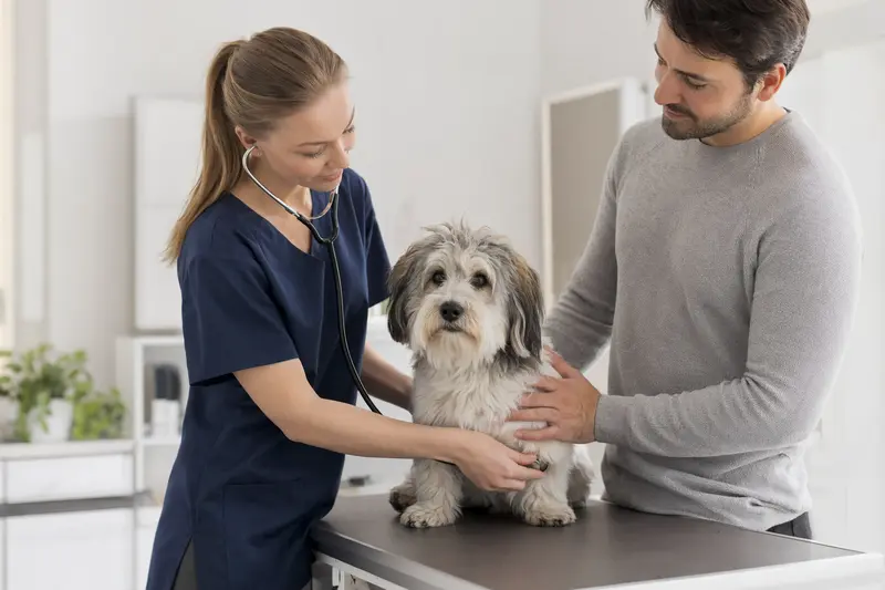 Ein Nishon-Terrier wird von einer Tierärztin auf einem Untersuchungstisch untersucht, während der Besitzer beruhigend daneben steht.