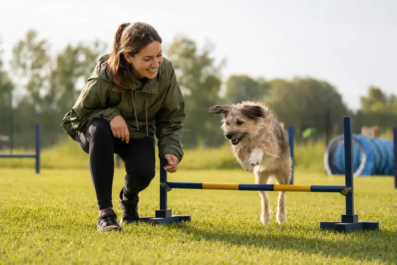 Ein aktiver Nishon-Terrier springt mit seinem Besitzer über eine kleine Trainingshürde auf dem Hundeplatz.