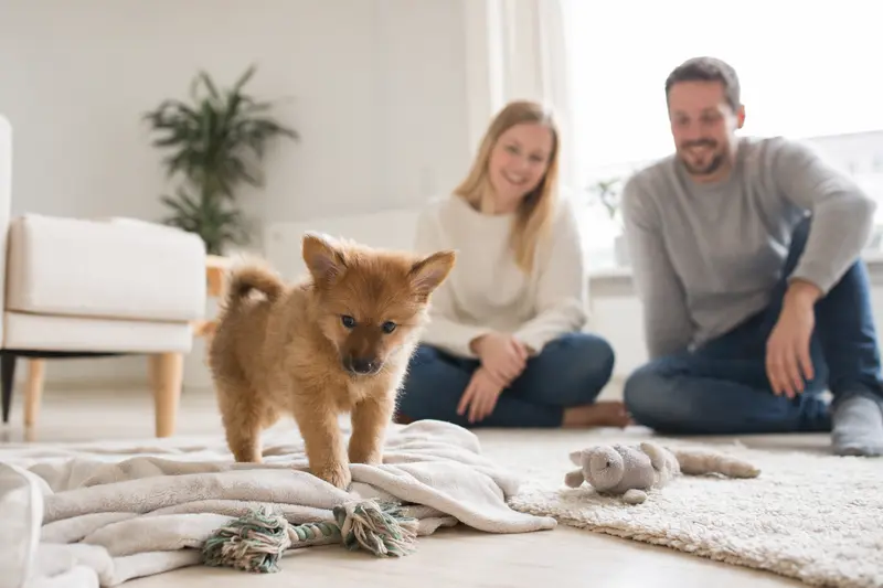 Ein junger Norbottenspitz-Welpe erkundet neugierig sein neues Zuhause in einer hellen Wohnung mit Decke und Spielzeug, während seine Familie im Hintergrund zu sehen ist.