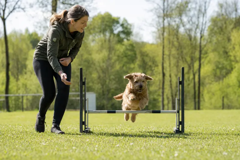 Ein aktiver Norfolk Spaniel trainiert mit seinem Besitzer auf einem Hundeplatz über eine kleine Trainingshürde.