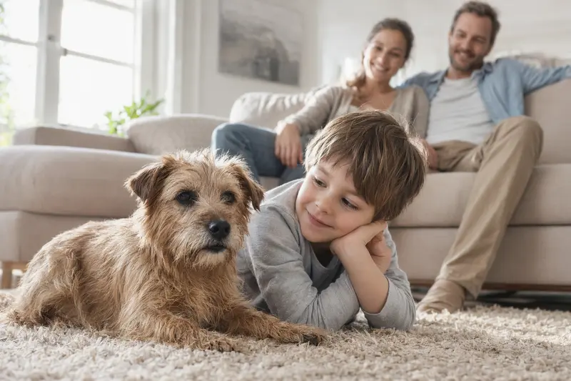 Ein freundlicher Norfolk-Terrier liegt entspannt neben einem Kind im hellen Wohnzimmer, während die Eltern im Hintergrund für eine sichere Familienatmosphäre sorgen.