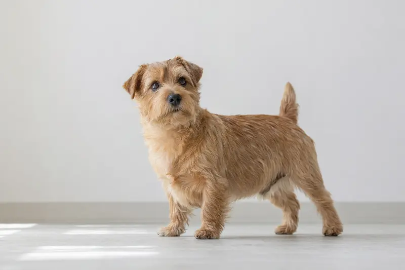 Ein aufmerksam stehender Norfolk-Terrier vor hellem Hintergrund als realistisches Tierportrait.