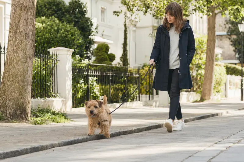 Ein Norfolk-Terrier läuft an der Leine mit seinem Besitzer durch eine freundliche moderne Stadtstraße.