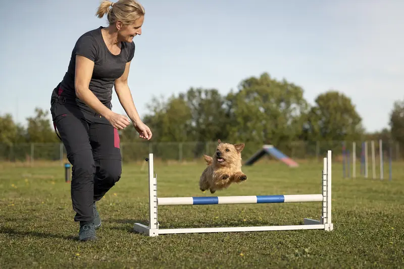 Ein aktiver Norfolk-Terrier springt mit seinem Besitzer über eine kleine Trainingshürde auf dem Hundeplatz.