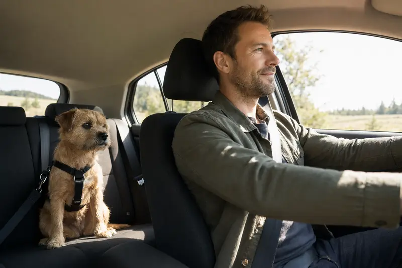 Ein Norfolk-Terrier sitzt sicher angeschnallt auf der Rückbank eines Autos, während sein Besitzer ruhig fährt.