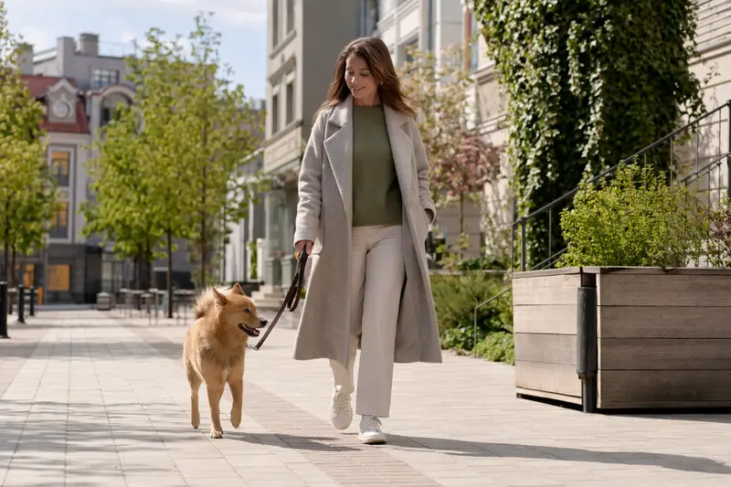 Ein Norrbottenspets läuft an der Leine mit seinem Besitzer durch eine freundliche moderne Stadtstraße.