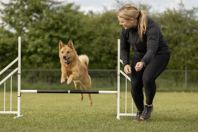 Ein aktiver Norrbottenspets springt mit seinem Besitzer über eine kleine Trainingshürde auf dem Hundeplatz.