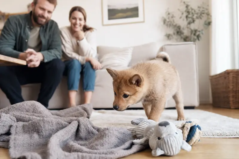 Neugieriger Norrbottenspets Welpe erkundet sein neues Zuhause mit liebevoller Familie im Hintergrund.