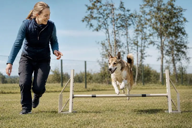 Ein aktiver Norsk Lundehund springt mit seinem Besitzer über eine kleine Trainingshürde auf dem Hundeplatz.