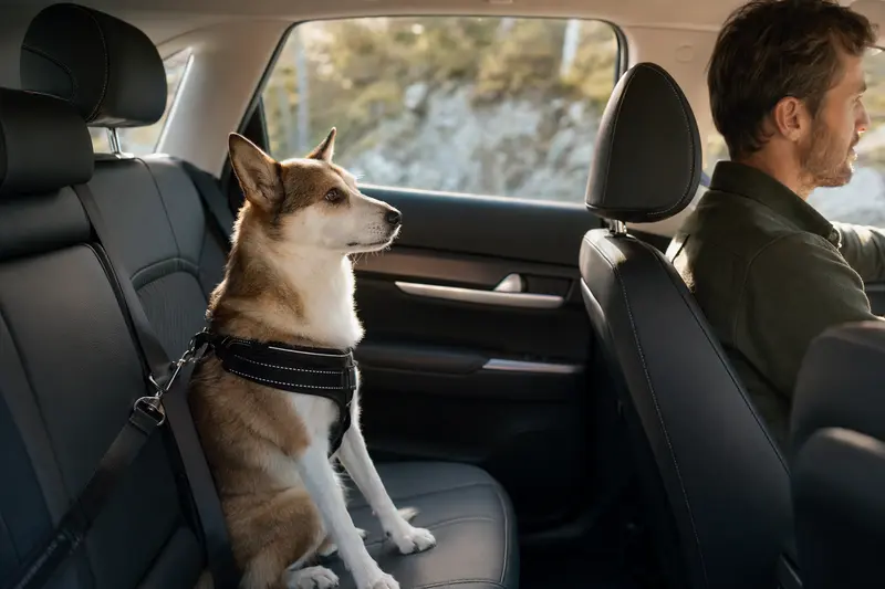 Ein Norsk Lundehund sitzt sicher angeschnallt auf der Rückbank eines Autos, während der Besitzer ruhig fährt.