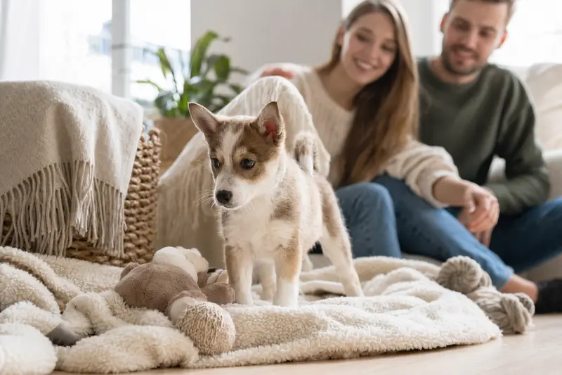 Ein neugieriger Norsk Lundehund Welpe erkundet sein neues Zuhause mit einer weichen Decke und Spielzeug, während seine liebevolle Familie im Hintergrund lächelt.