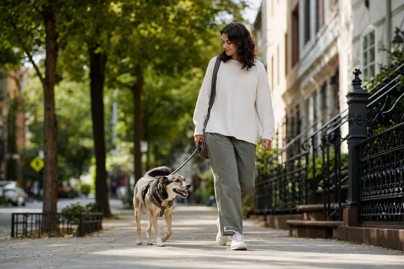 North American Native Dog läuft an der Leine mit seinem Besitzer durch eine moderne Stadtstraße.