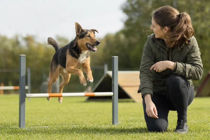 Ein Norwegian Hound springt mit seinem Besitzer über eine kleine Trainingshürde auf dem Hundeplatz.