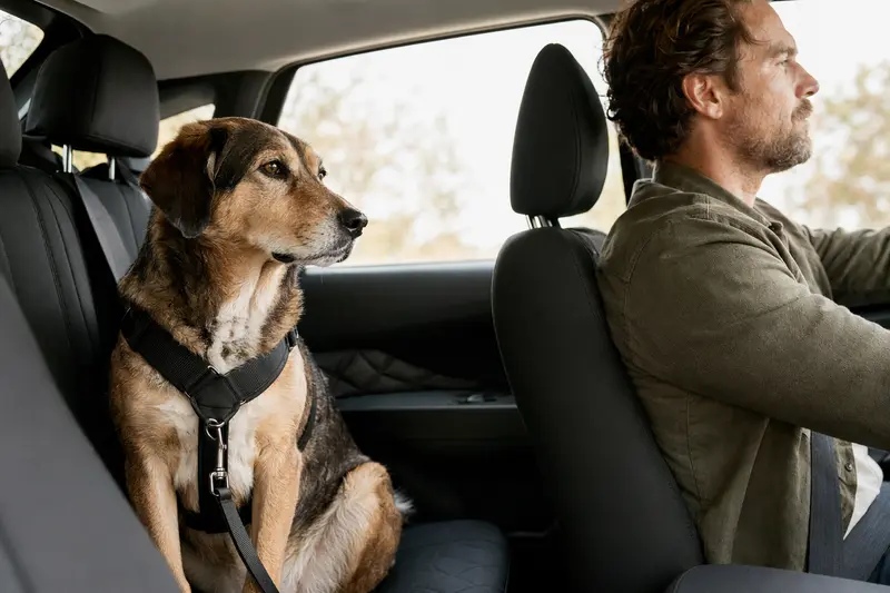 Ein Norwegian Hound sitzt sicher angeschnallt auf der Rückbank eines Autos, während der Besitzer ruhig fährt und Sonnenlicht durch das Fenster fällt.