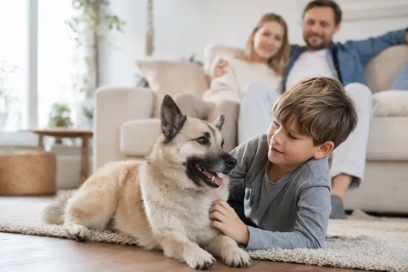 Ein freundlicher Norwegischer Buhund liegt entspannt neben einem Kind im hellen Wohnzimmer, während die Eltern im Hintergrund für eine sichere Familienatmosphäre sorgen.