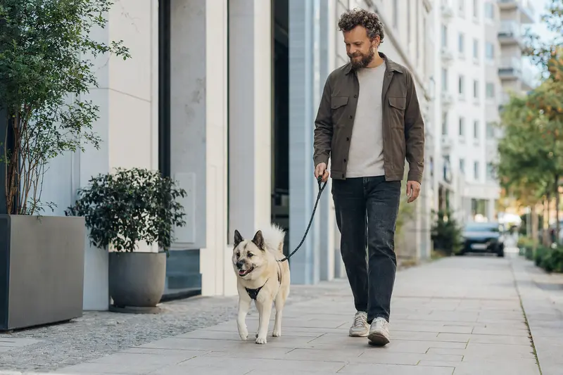 Ein Norwegischer Buhund läuft an der Leine mit seinem Besitzer durch eine moderne Stadtstraße.